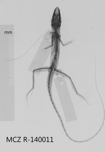 Media type: image;   Herpetology R-140011 Aspect: dorsoventral x-ray